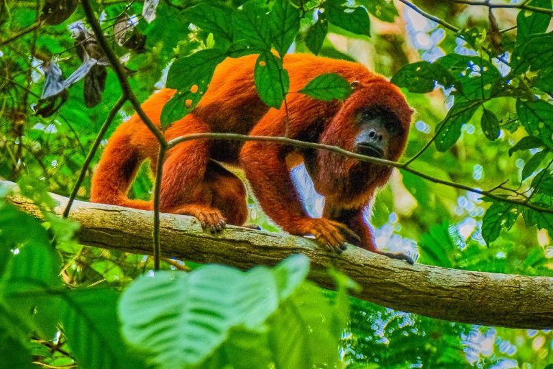 Le côté brésilien de la forêt amazonienne promet un voyage dans l'un des écosystèmes les plus riches en biodiversité au monde.