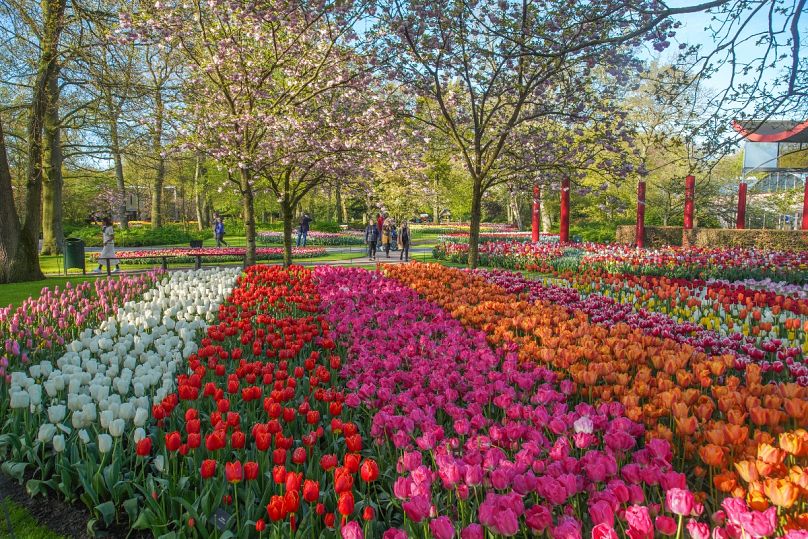 Promenez-vous parmi des millions de tulipes - et autres délices floraux - à Keukenhof