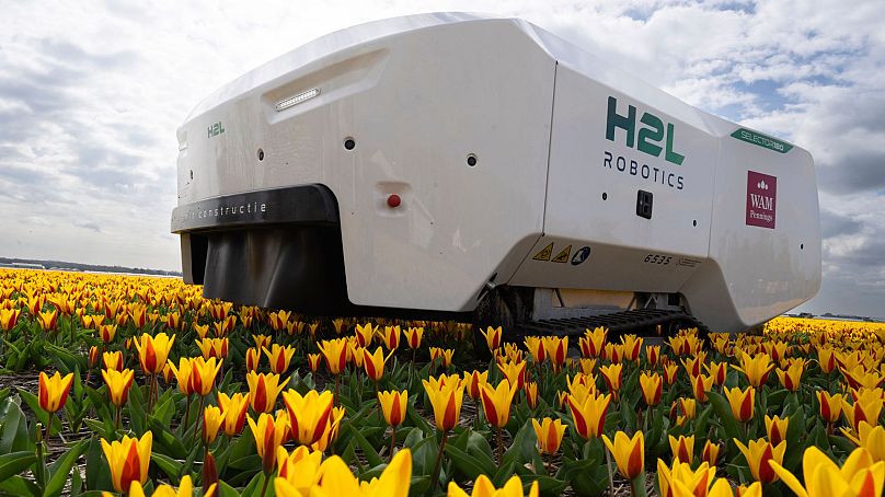 Theo le robot travaille la semaine, le week-end et la nuit pour vérifier les champs de tulipes néerlandais à la recherche de fleurs malades à Noordwijkerhout, Pays-Bas, le 19 mars 2024.