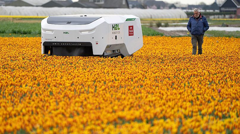 Theo van der Voort marche à côté de son homonyme Theo le robot, qui effectue un travail éreintant pour vérifier les champs de tulipes néerlandais à la recherche de fleurs malades à Noordwijkerhout, le 19 mars 2024.
