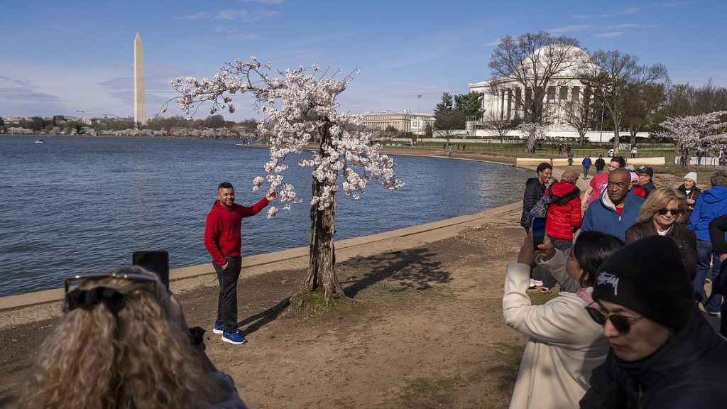 a cherry tree affectionally nicknamed