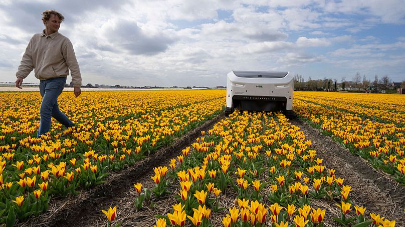 Allan visser, un producteur de tulipes de troisième génération, se promène près de Theo le robot, à Noordwijkerhout, aux Pays-Bas, le 19 mars 2024.