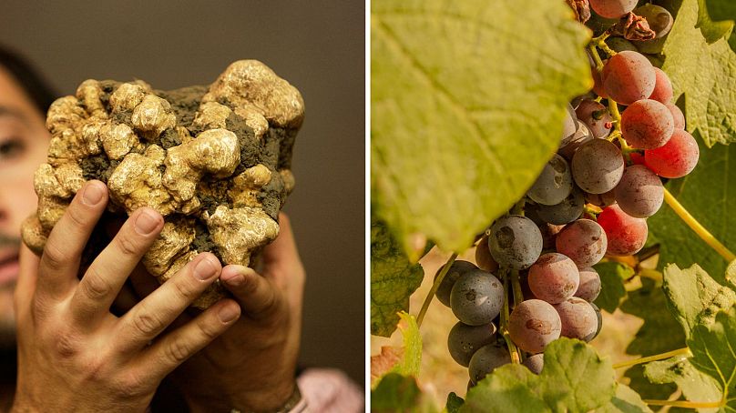 Une truffe blanche géante trouvée en 2007 et des raisins (R) Nebbiolo, utilisés pour élaborer les rouges Barbaresco et Barolo.