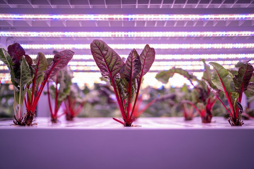 La bette à carde pousse sous des lumières LED dans une ferme urbaine intérieure qui cultive des légumes sur des systèmes de racks empilés verticalement à Singapour, juillet 2023