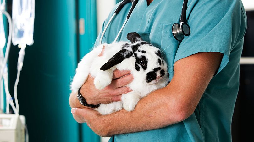 Un lapin pour un contrôle dans une clinique vétérinaire