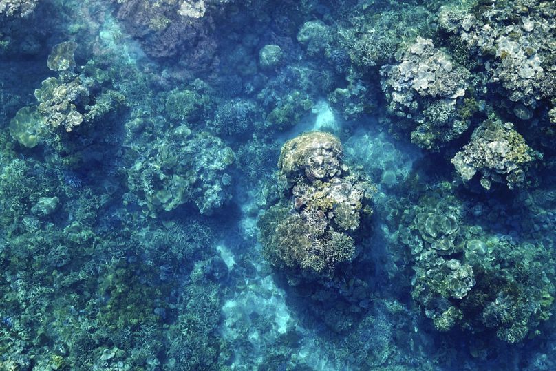 Les coraux de la Grande Barrière de Corail sont visibles sous les vagues au-dessus du récif Moore dans la région maritime de Gunggandji, en Australie.