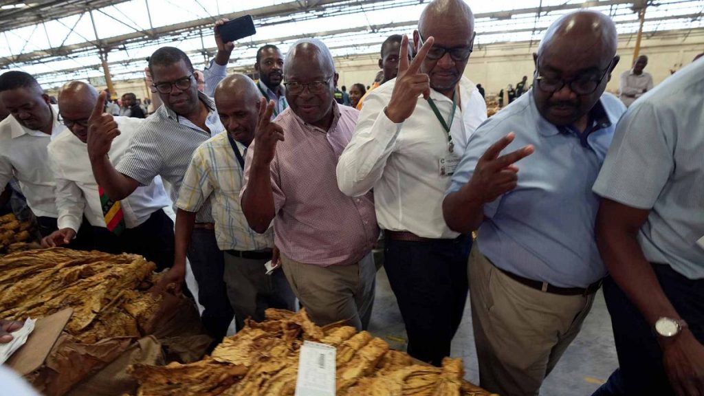 Tobacco auctioneers go through their drills during the opening of the tobacco selling season in Harare, Zimbabwe, Wednesday, March 13, 2024.