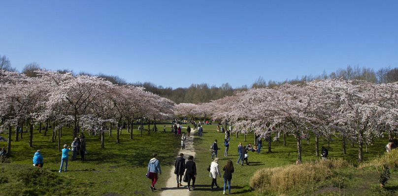 Pourquoi ne pas visiter le Kersenbloesempark - qui signifie parc des cerisiers en fleurs - aux Pays-Bas, qui abrite 400 arbres roses.