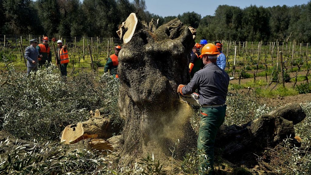 An olive tree plagued by Xylella pathogen is cut down in Oria, near Brindisi, southern Italy.