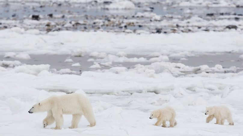 Un ours polaire et ses deux oursons marchent le long des rives de la baie d'Hudson, près de Churchill, au Manitoba, au Canada.  Les ours ont besoin de banquise pour servir de plate-forme de chasse.