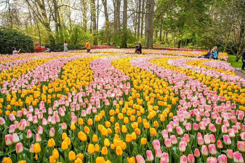 Une explosion de couleurs - et des millions de tulipes