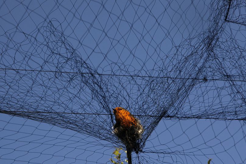 Un oiseau est emmêlé dans un filet utilisé par les braconniers pour piéger les oiseaux chanteurs migrateurs tôt le matin dans le district de Larnaca à Chypre, 2012.