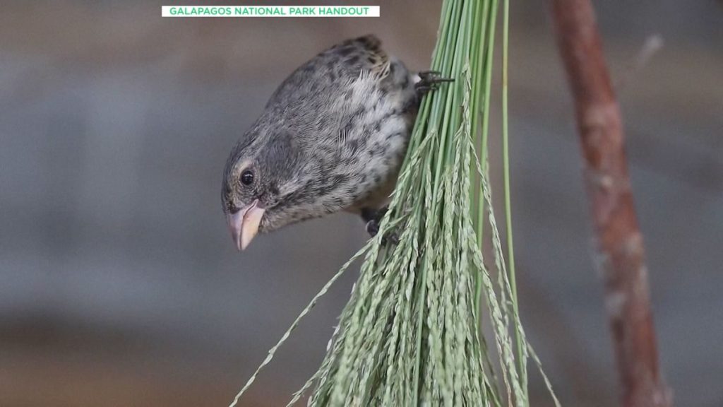 Finch on a branch inside a caring case.