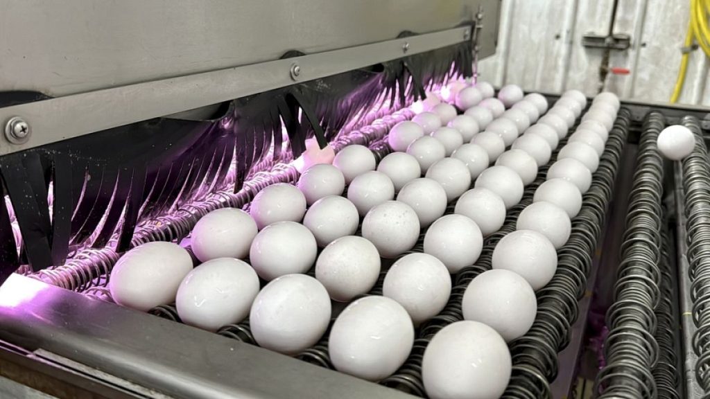 Eggs are cleaned and disinfected at the Sunrise Farms processing plant in Petaluma, Calif., on Thursday, Jan. 11, 2024.