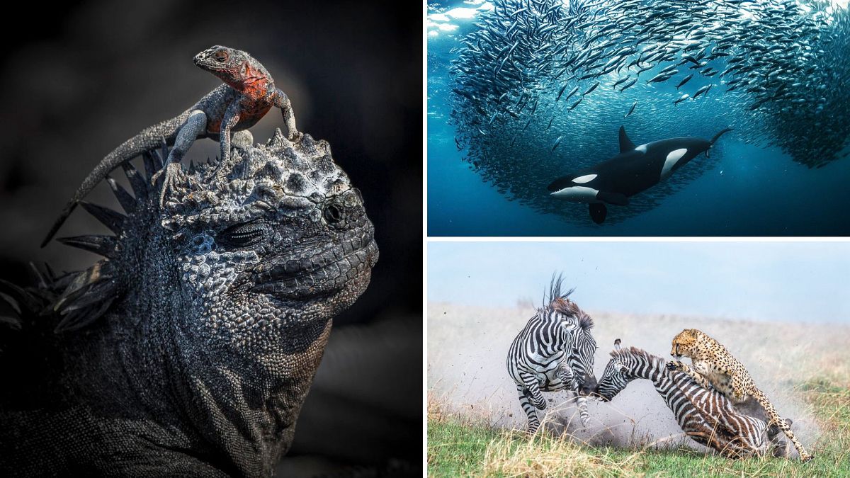 The winners of the World Nature Photography awards 2024