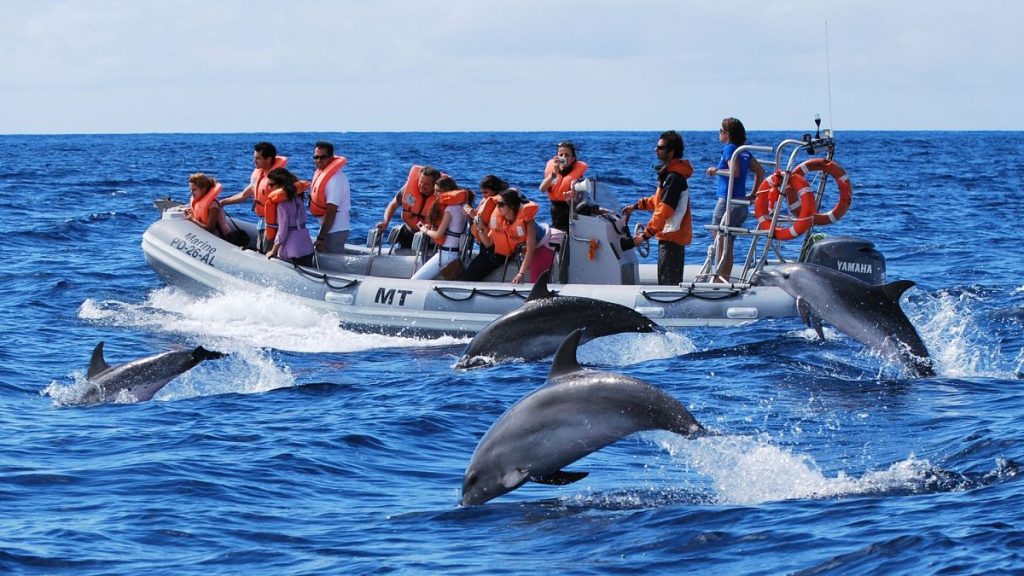 Encounter dolphins in the Azores, Portugal.