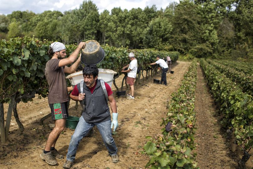 Des ouvriers récoltent des raisins rouges dans un vignoble de Bourgogne pendant la saison des vendanges, à Volnay, septembre 2017.