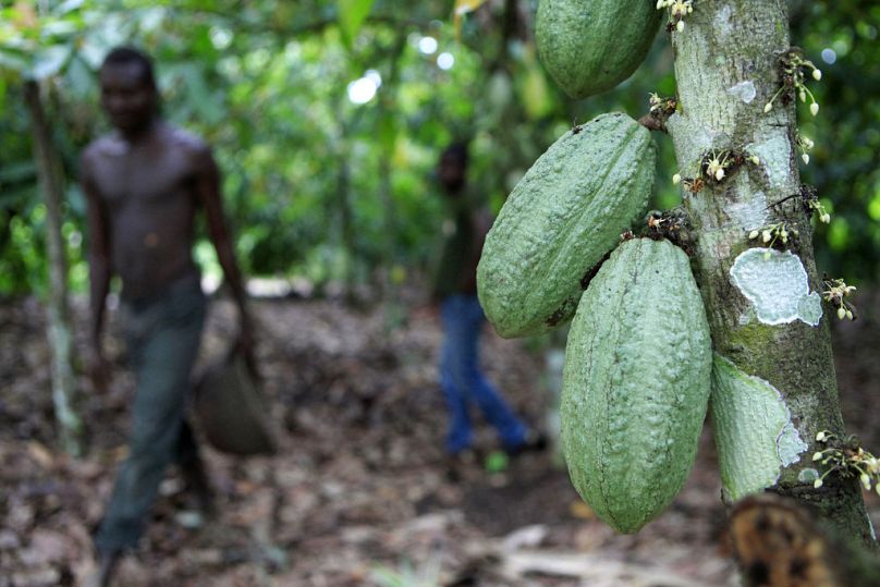 L'agriculteur Issiaka Ouedraogo passe devant des cabosses de cacao poussant sur un arbre, dans une ferme de cacao à l'extérieur du village de Fangolo, près de Duekoué, mai 2011.