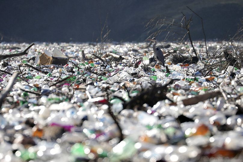 Un héron cendré se tient entre des bouteilles en plastique déversées sur la rive du lac Potpecko, sur la rivière Lim, près de Priboj, janvier 2021