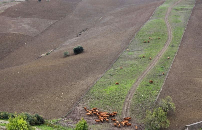 Du bétail paît près de Resuttano, sur l'île de Sicile, novembre 2010