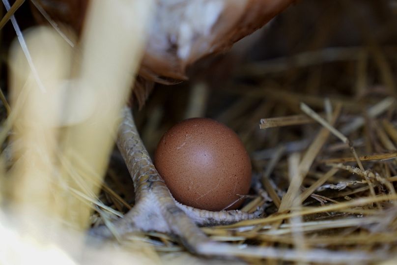 Une poule se tient à côté d’un œuf, le 10 janvier 2023, dans une ferme de Glenview, dans l’Illinois.