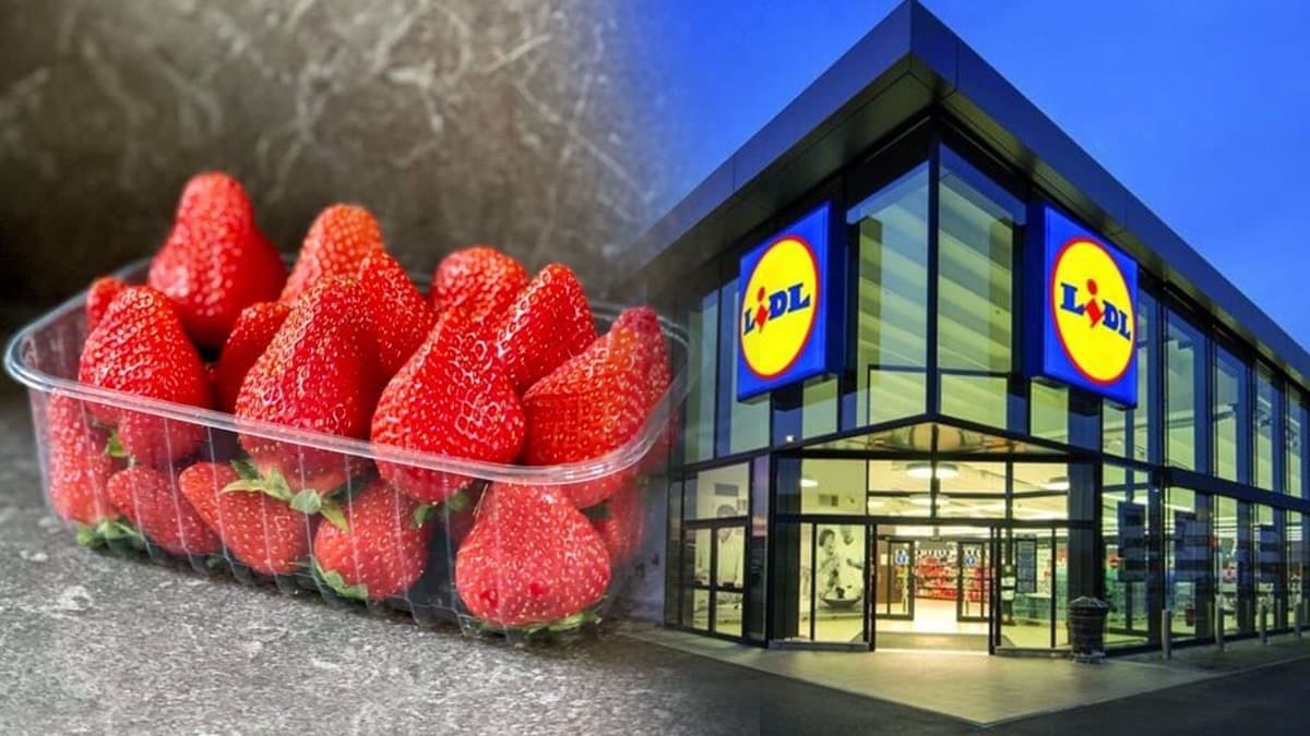 fraises de Lidl