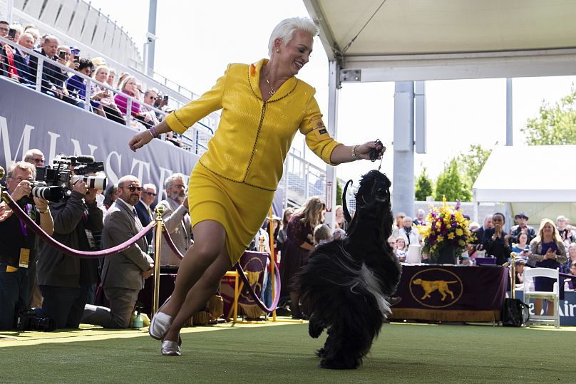 La manipulatrice Alicia Jones court avec le Lévrier afghan Louis lors du jugement de groupe de race à la 148e exposition canine du Westminster Kennel Club, le lundi 13 mai 2024.