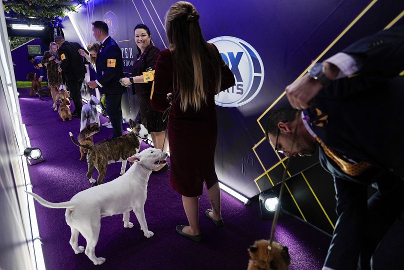 Les chiens et leurs maîtres font la queue avant la compétition de groupe de terriers lors de la 148e exposition canine du Westminster Kennel Club, le mardi 14 mai 2024.