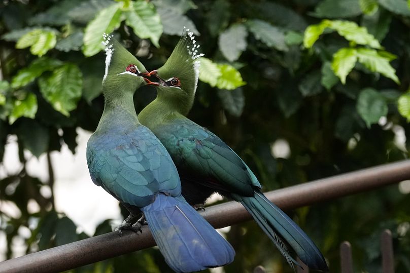 Le mâle d'un Tauraco Livingstonii, une espèce d'oiseau, nourrit la femelle pour renforcer les liens du couple dans la serre du Musée des Sciences.