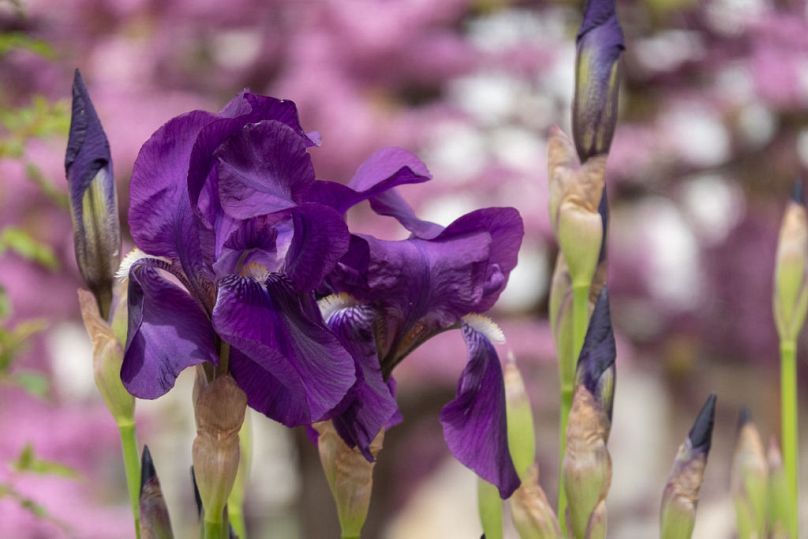Les iris étaient extrêmement populaires à Chelsea – et pour cause
