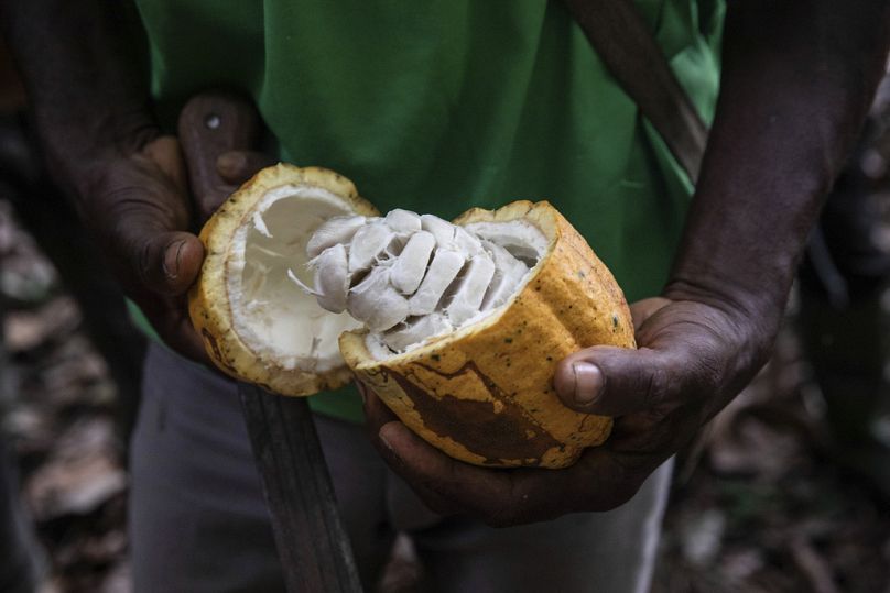 Un agriculteur ouvre une cabosse de cacao à Divo, novembre 2023