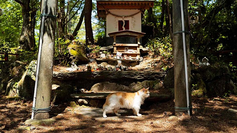 Un chat traverse l'autel du sanctuaire des chats sur l'île de Tashirojima à Ishinomaki, dans le nord-est du Japon, le samedi 18 mai 2024.