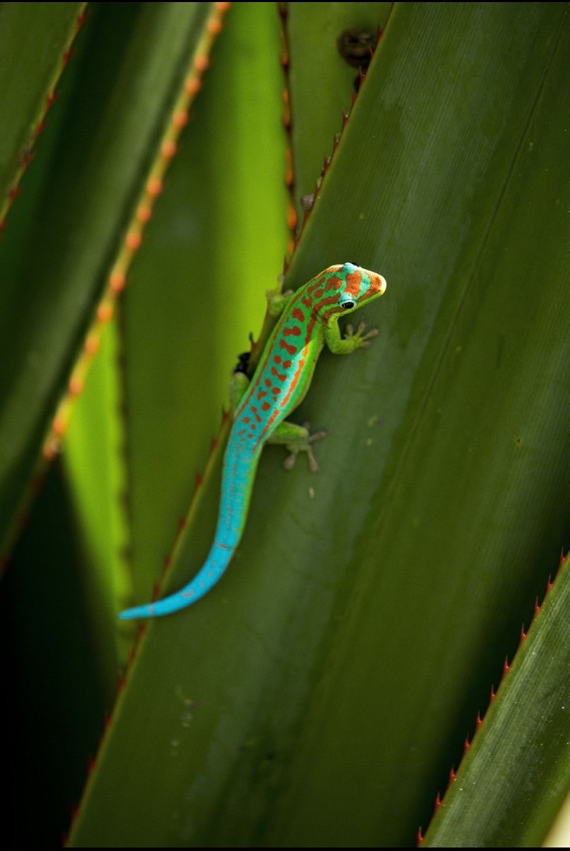Gecko diurne