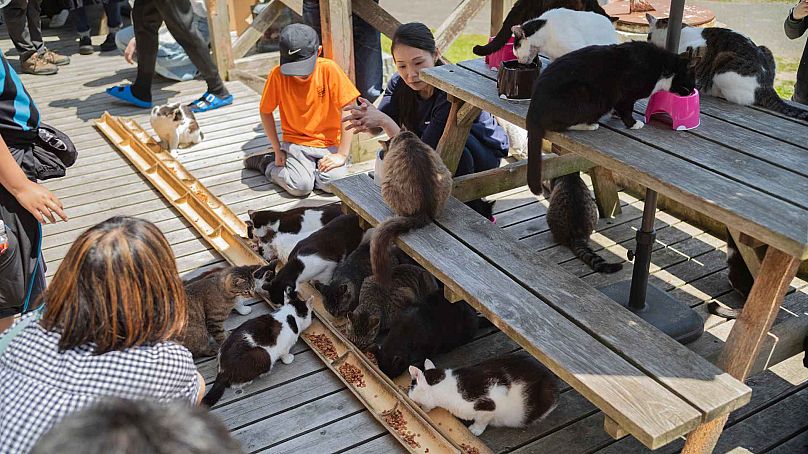 Des touristes regardent des chats se nourrir dans un café de l'île de Tashirojima à Ishinomaki, au nord-est du Japon, le samedi 18 mai 2024.