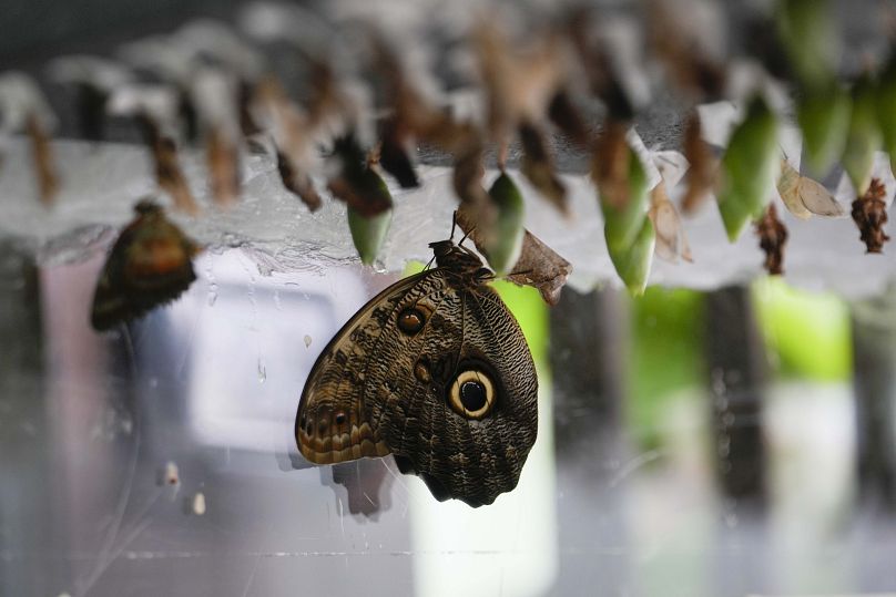 Une pépinière de papillons avec des chrysalides de différentes espèces est exposée dans la serre du Musée des Sciences.