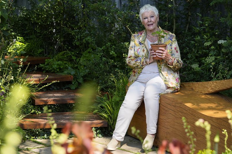 Dame Judi Dench détient un semis du Sycamore Gap dans le jardin Octavia Hill de Blue Diamond avec le National Trust au Chelsea Flower Show à Londres