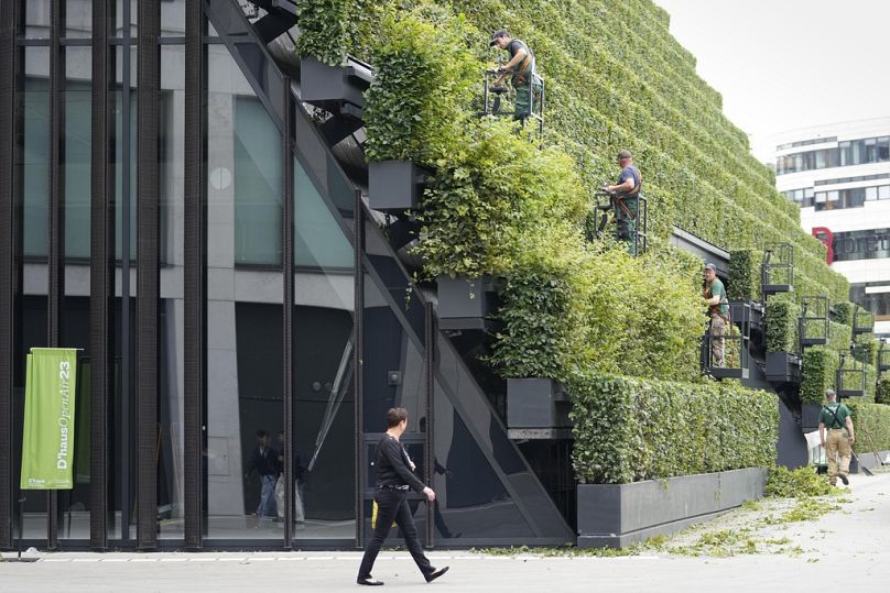 Des jardiniers travaillent sur la façade d'un immeuble de bureaux et commercial planté de plus de 30 000 charmes, dans le centre-ville de Düsseldorf, juin 2023.