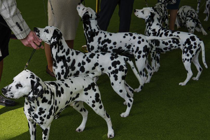 Les Dalmatiens attendent de participer au jugement de groupe de race lors de la 148e exposition canine du Westminster Kennel Club, le lundi 13 mai 2024.