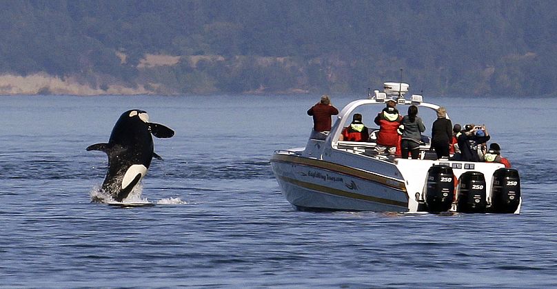 Une orque saute hors de l'eau près d'un bateau d'observation des baleines dans la mer des Salish, dans les îles San Juan, dans l'État de Washington.