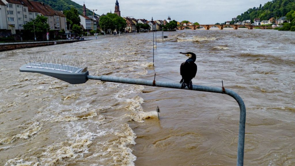 A cormorant sits on a street lamp as the river Neckar has left its banks in Heidelberg, Germany, Monday, June 3, 2024.