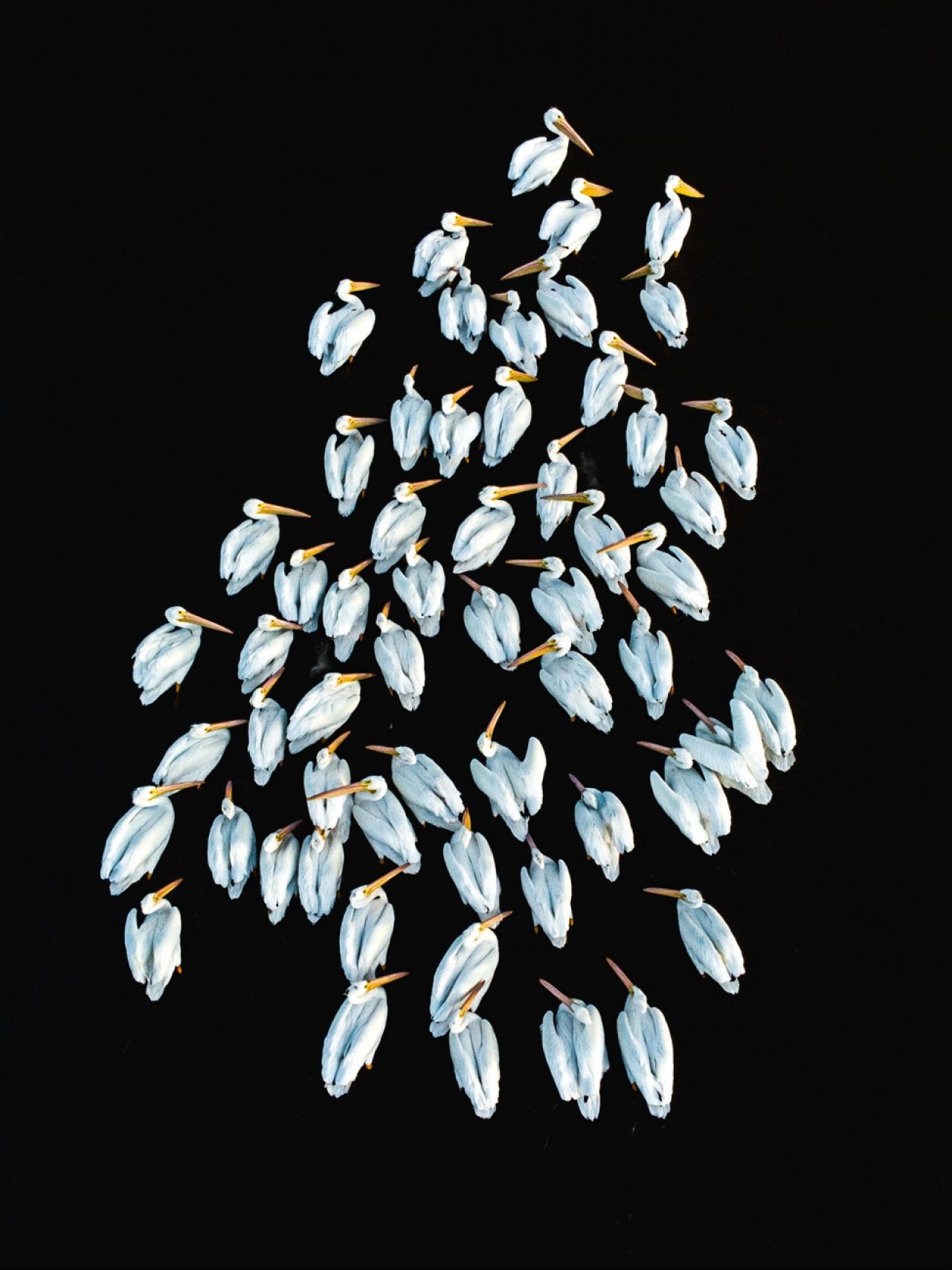 « pelicanos blancos » de Guillermo Soberón (MEXIQUE)