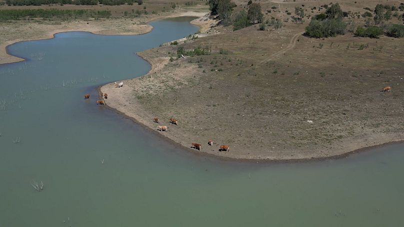 Les vaches boivent dans un réservoir, Caltanissetta, Sicile.