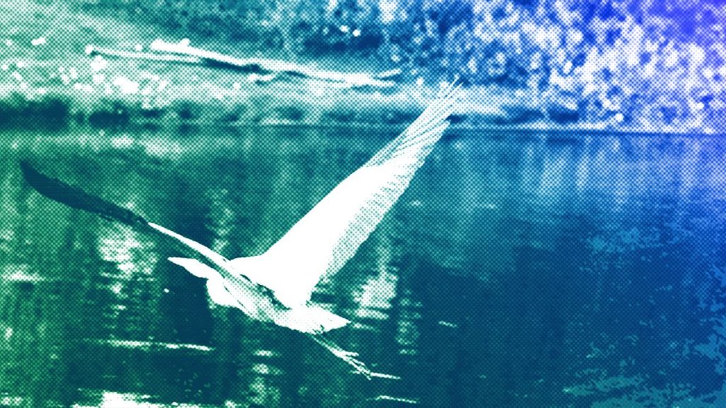 A Great Blue Heron takes flight at the University of Ghent botanical garden in Ghent, 27 April 2024