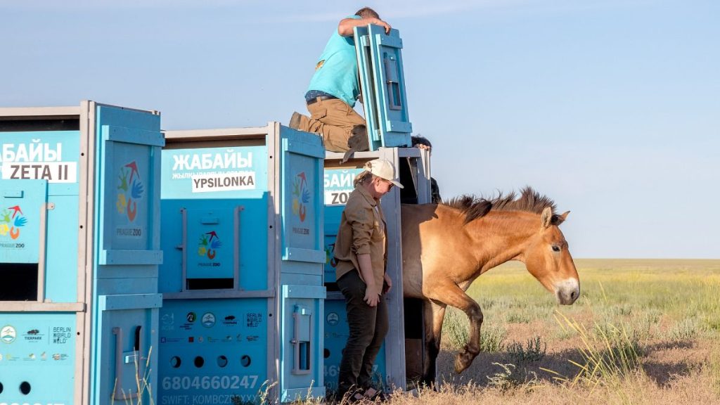 Przewalski