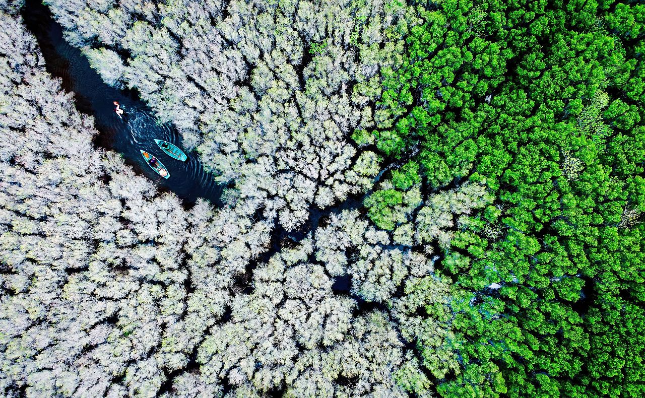 Forêts de mangroves de Bau Ca Cai