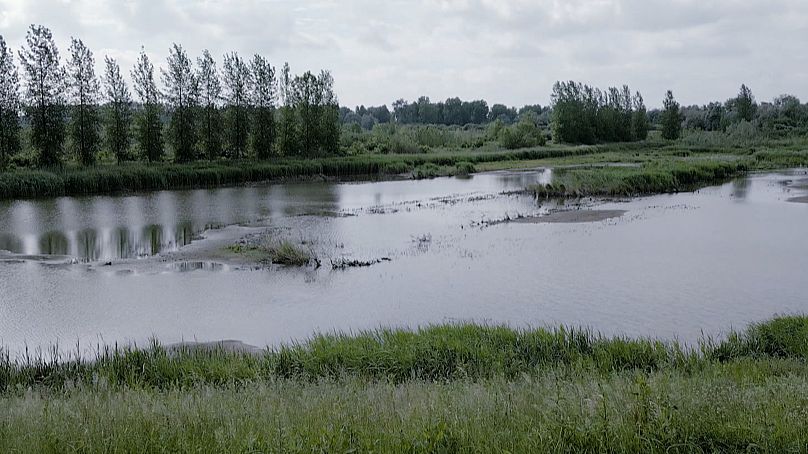 Les vasières et les marais le long de l’Escaut stockent le carbone, filtrent l’eau et introduisent de l’oxygène et des minéraux essentiels dans l’écosystème fluvial.