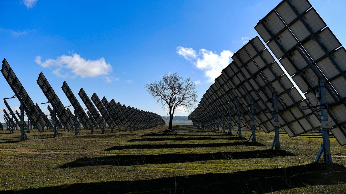 A tree is surrounded by solar panels in Los Arcos, Navarra Province, northern Spain, February 2023.