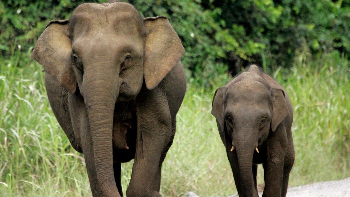 Two pygmy elephants on Borneo. Over 1,000 new species, including the Borneo elephant have been added to the IUCN