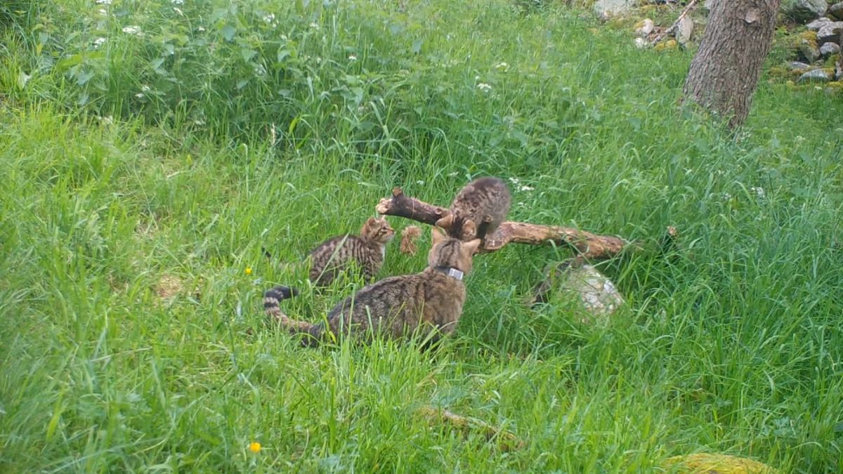 A female wildcat caught on camera with her kittens.