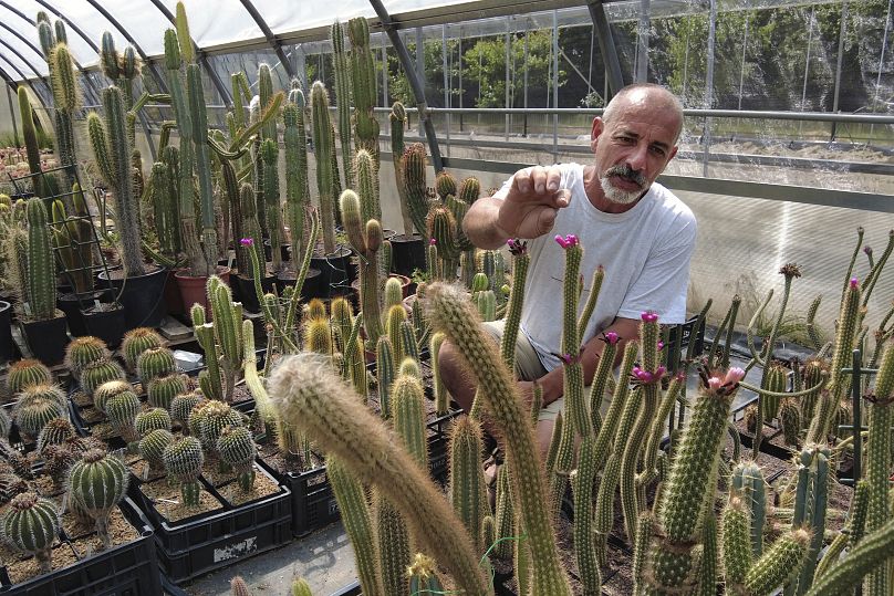 Cattabriga, expert en cactus rares, a été appelé par les Carabinieri en février 2020 comme consultant pour examiner des milliers de cactus volés dans le désert d'Atacama au Chili.